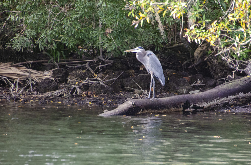 Blue Heron on Homosassa River