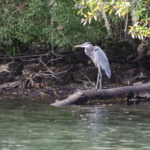 Blue Heron on Homosassa River