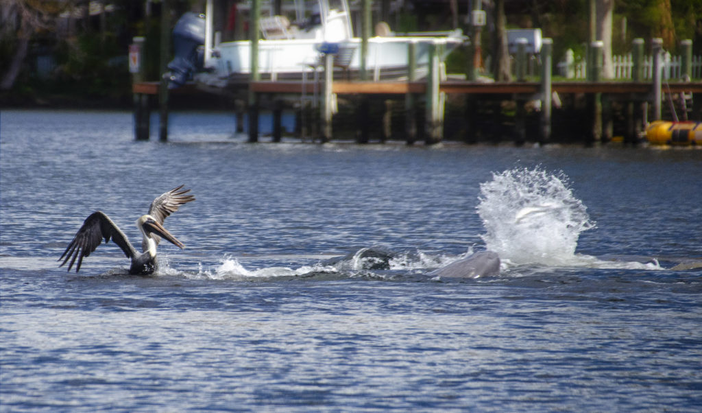 Dolphins feeding on Mullet