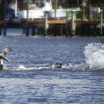 Dolphins feeding on Mullet