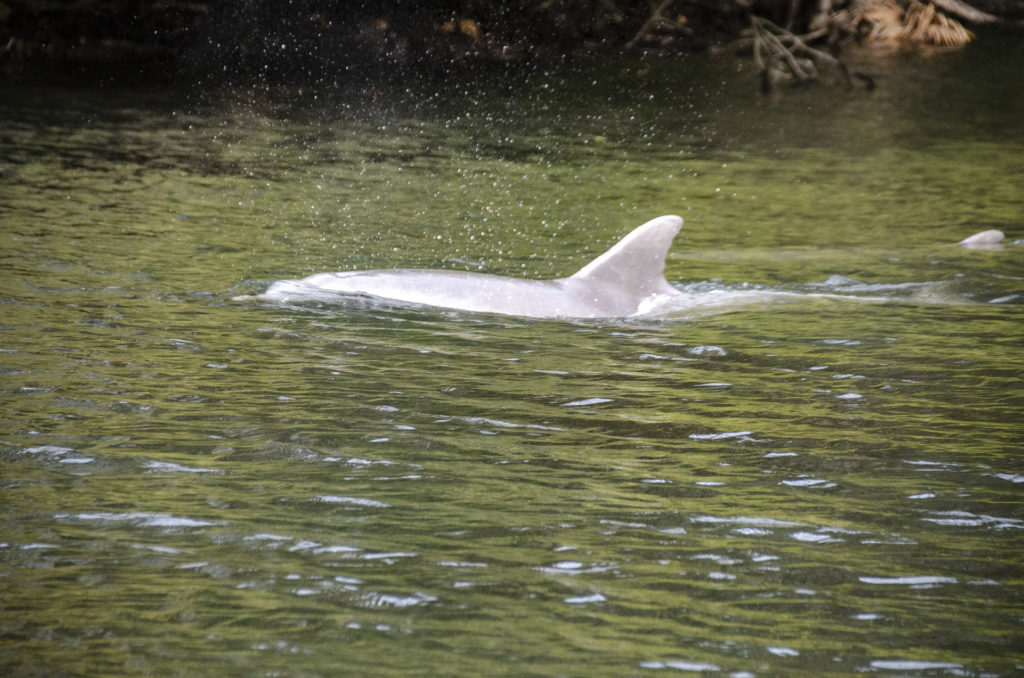 Dolphins in Homosassa River