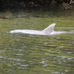 Dolphins in Homosassa River