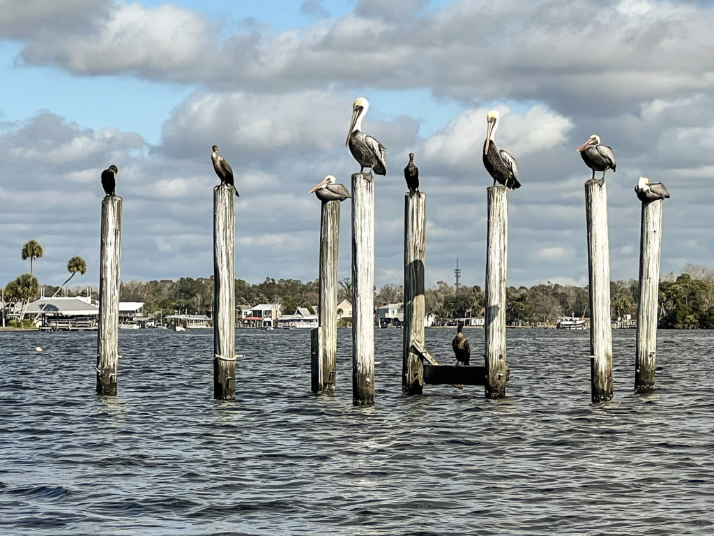 The Pelican Guard