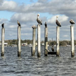 The Pelican Guard