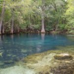 Suwannee River and Manatee Springs