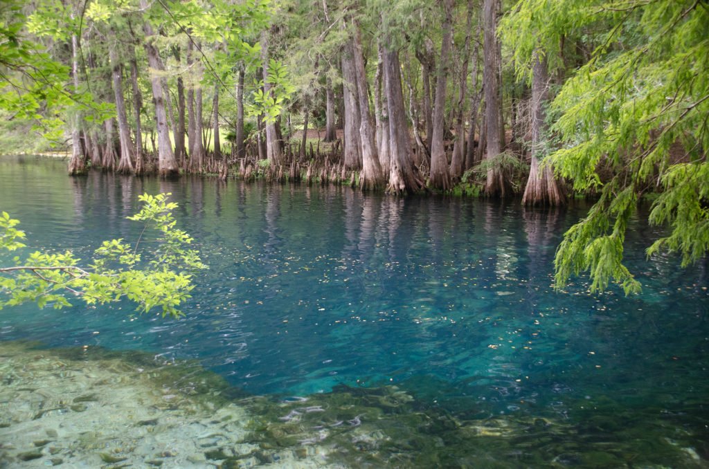 Manatee Springs -II