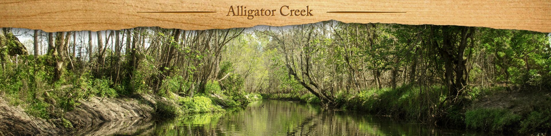 Alligator Creek