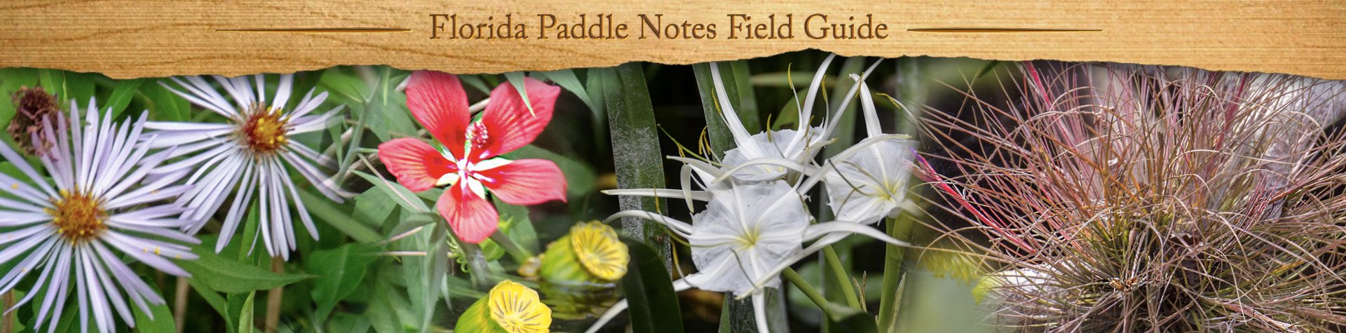 Florida Paddle Notes