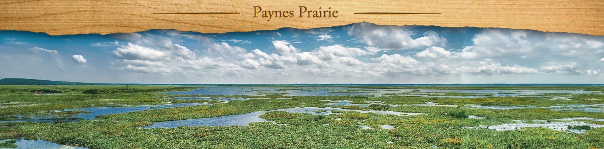 Paynes Prairie – 441 to Alachua Sink