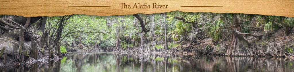 The Alafia River - Featured Image